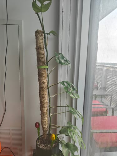 Customer photo of The Original Bendable Moss Pole™ - Best Seller (Pins Included) from Sebastian M.