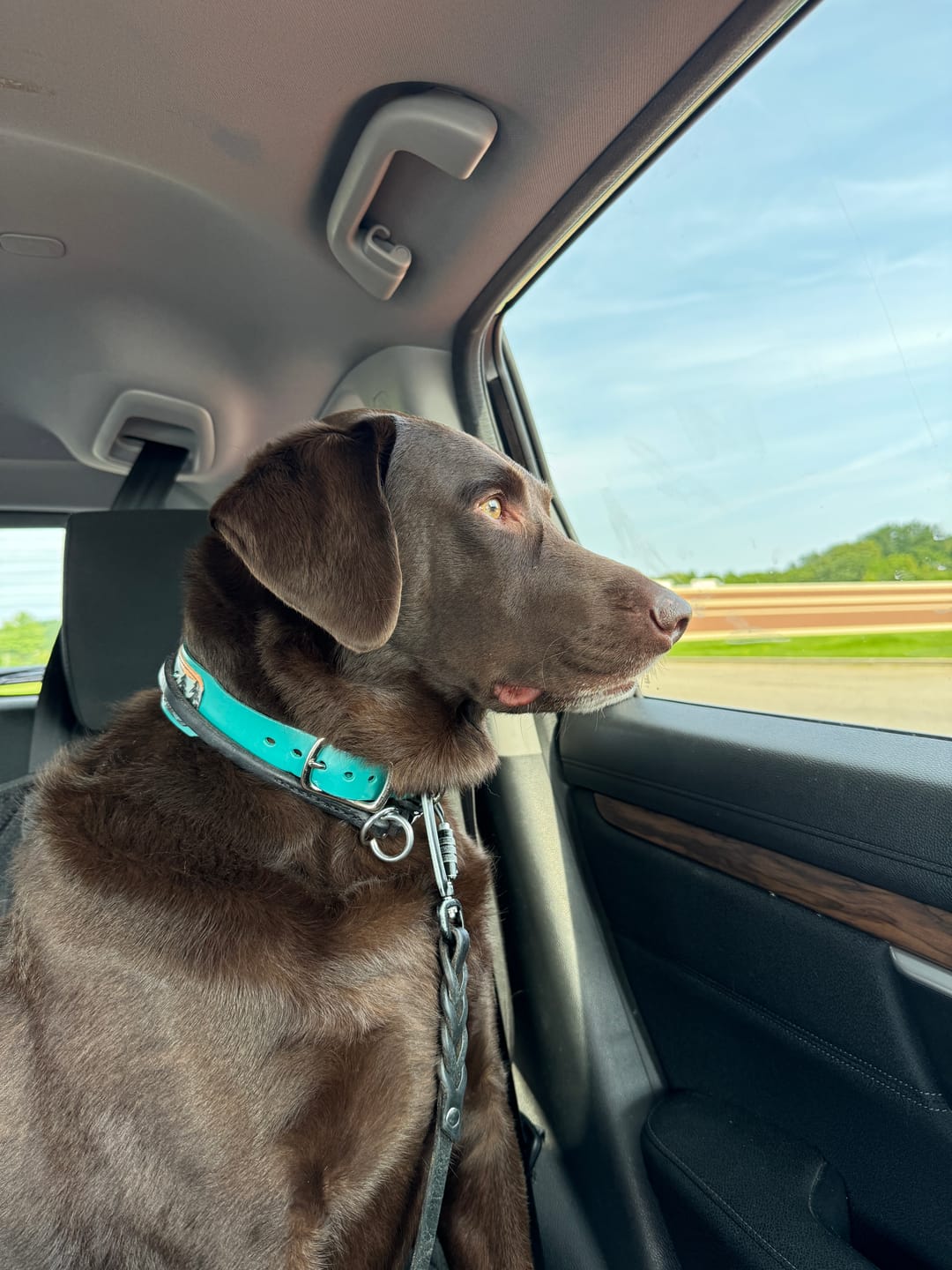 Customer photo review of Traditional Leather Leash