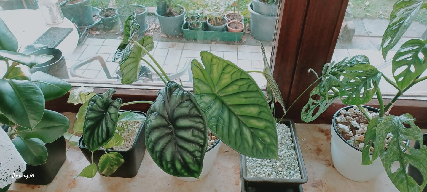 Customer photo review of ALOCASIA SILVER DRAGON