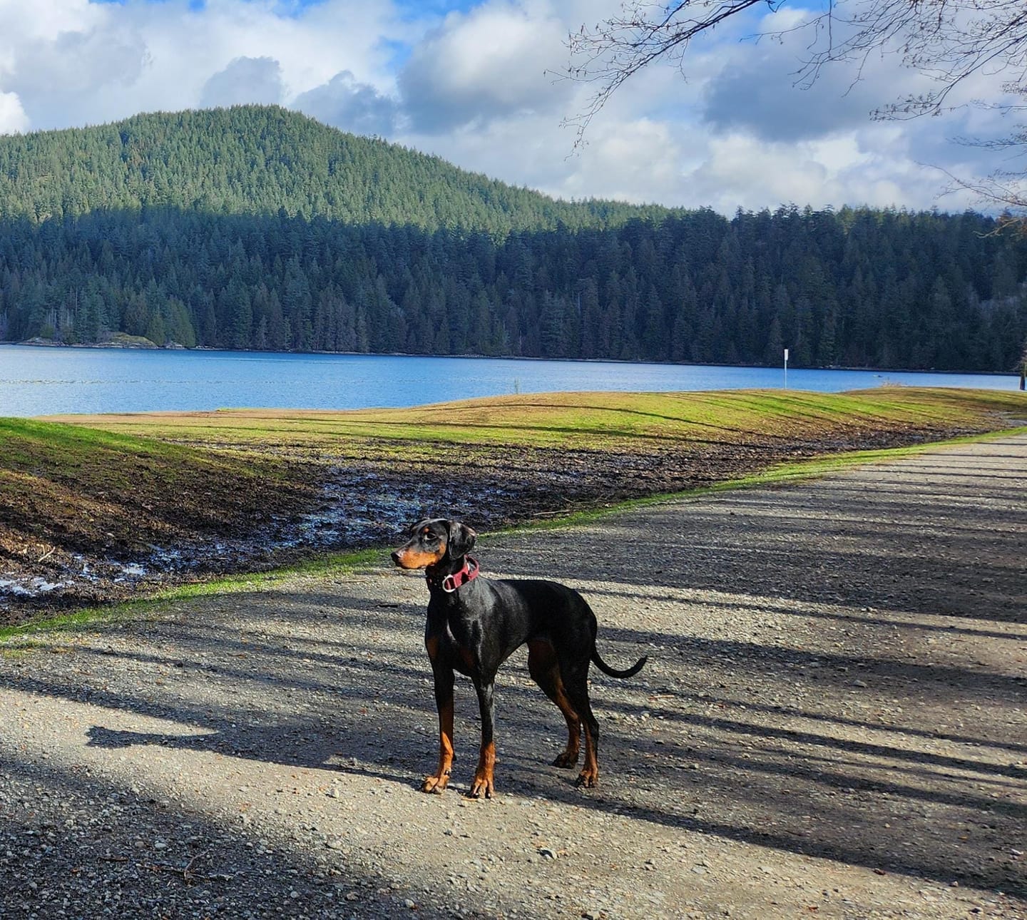 Customer photo review of 12 Inch Mega Monster Bully Stick (LIMITED)