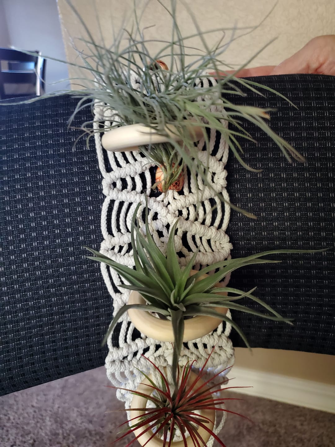 Customer photo review of 3 Air Plants & Fertilizer  Great Starter Mix