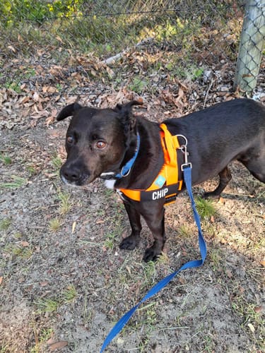 Customer photo review of Dog Harness