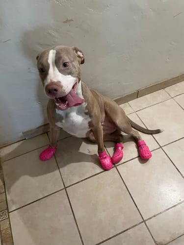 Customer photo review of WagWellies® Mojave