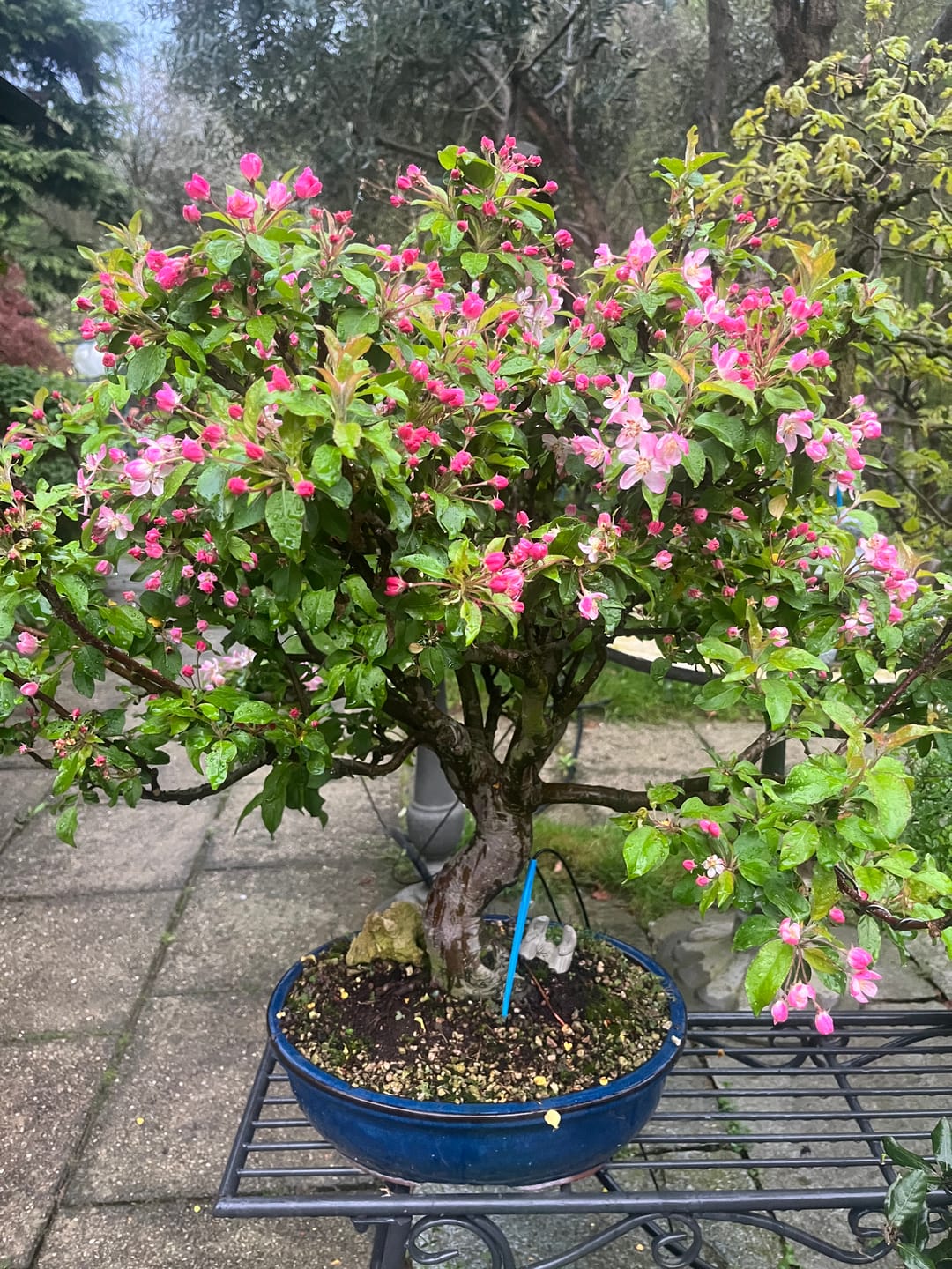 Customer photo review of KRIPTON CB® (Probiotico professionale per bonsai)