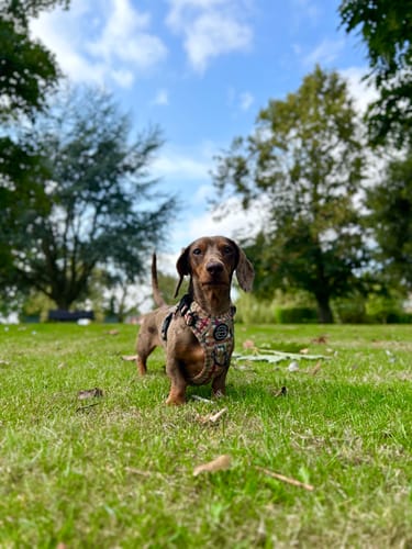 Customer photo review of Tough Trails™ Harness - Plaid Pup