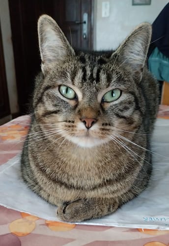 Avis photo d'un client sur Pâtée Chat Stérilisé Sans Céréales - Poulet