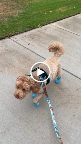 Customer video review of WagWellies® Mojave