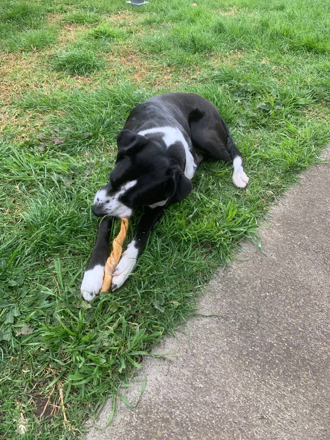 Customer photo review of Cow Skin Rolls (10 Pack) Long Lasting Chews