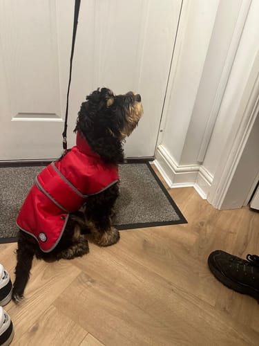 Customer photo review of STORM GUARD Dog Coat with Harness Hole