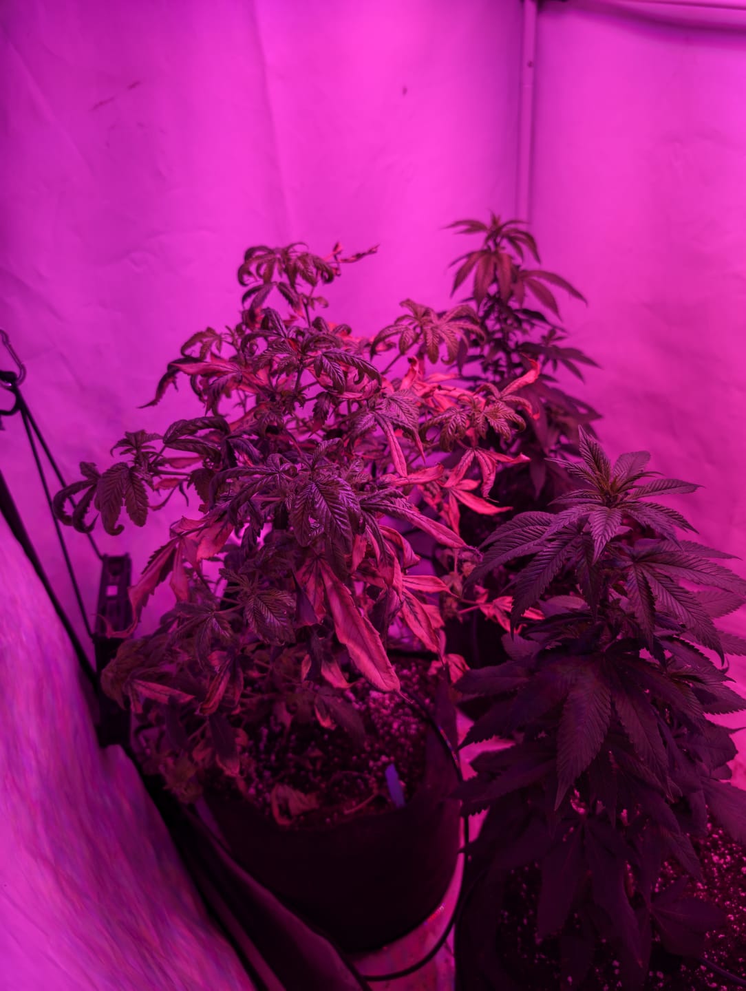 Customer photo review of Hanfsteckling | Blackberry Moonrock