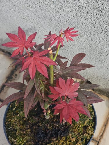 Customer photo review of ATOMIC PACK CB®