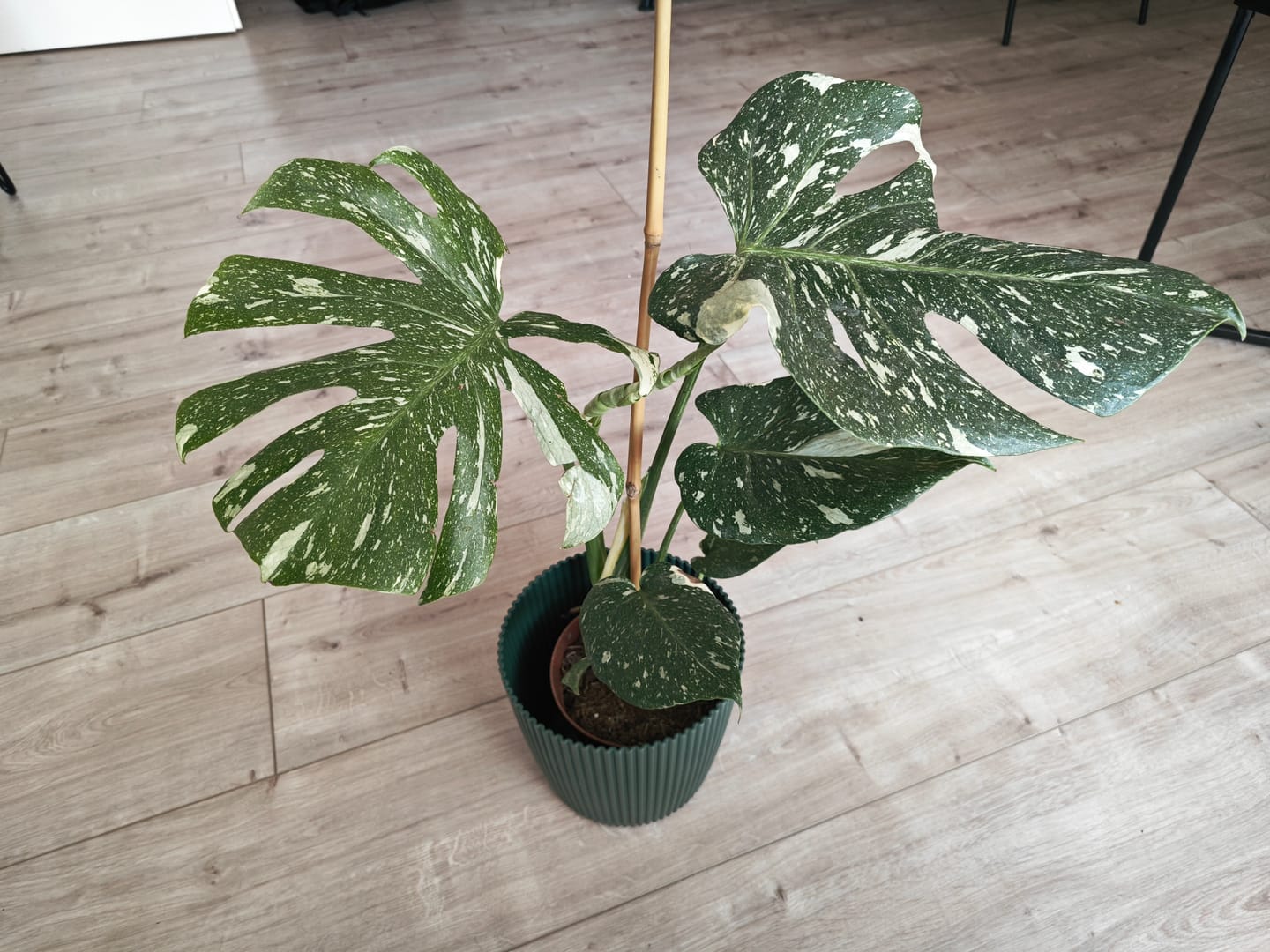 Customer photo review of Monstera Thai Constellation