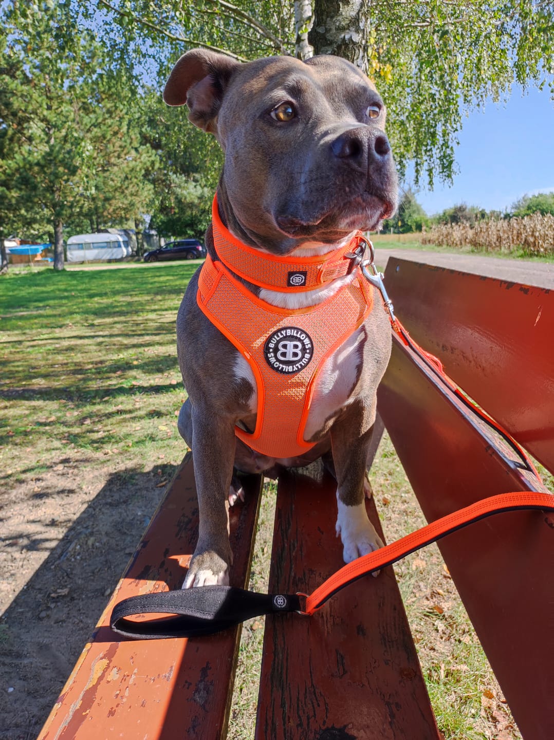 Customer photo review of 1.4m Active Light Leash - Orange