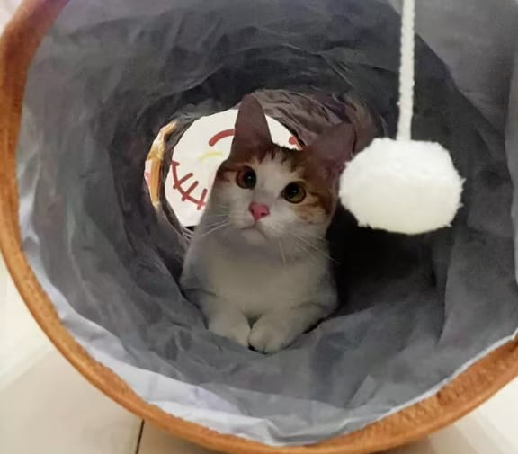 Customer photo review of Foldable Cat Tunnel Toy - With Peephole & Interactive Ball