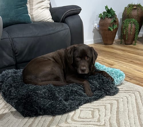Customer photo review of PaWz Pet Calming Blanket