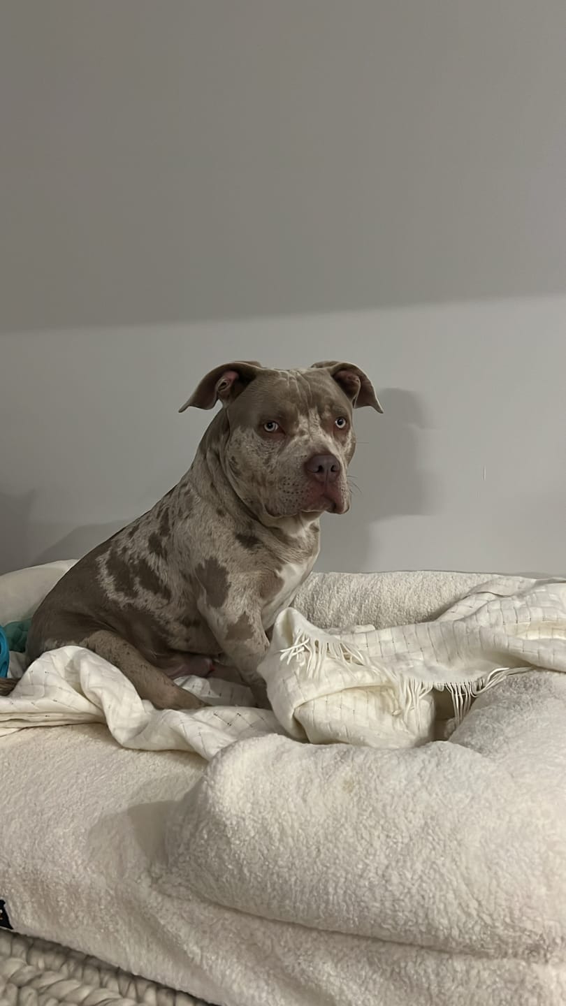 Customer photo review of PaWz Pet Boucle Bed
