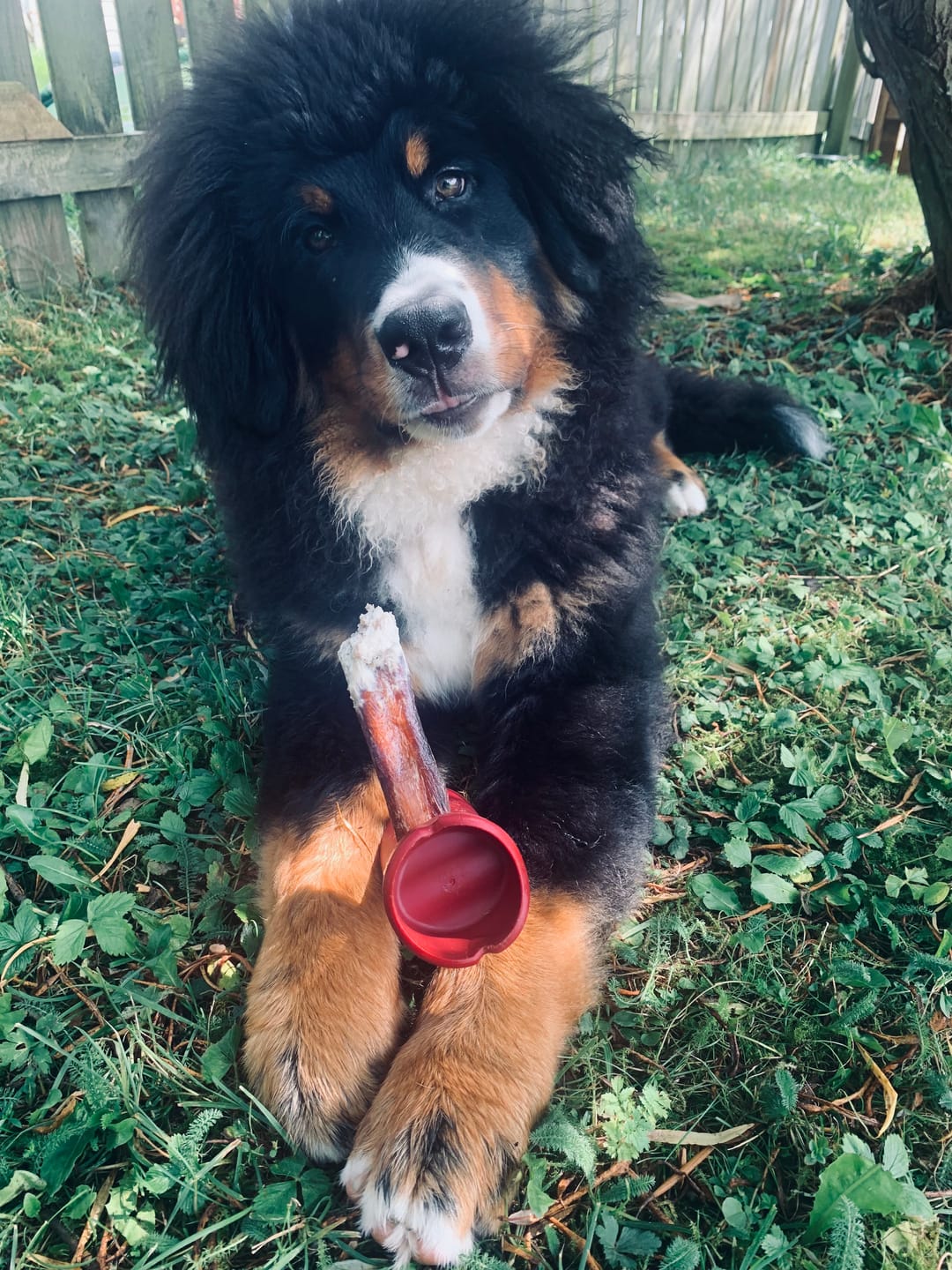 Customer photo review of 12 Inch Mega Monster Bully Stick (LIMITED)