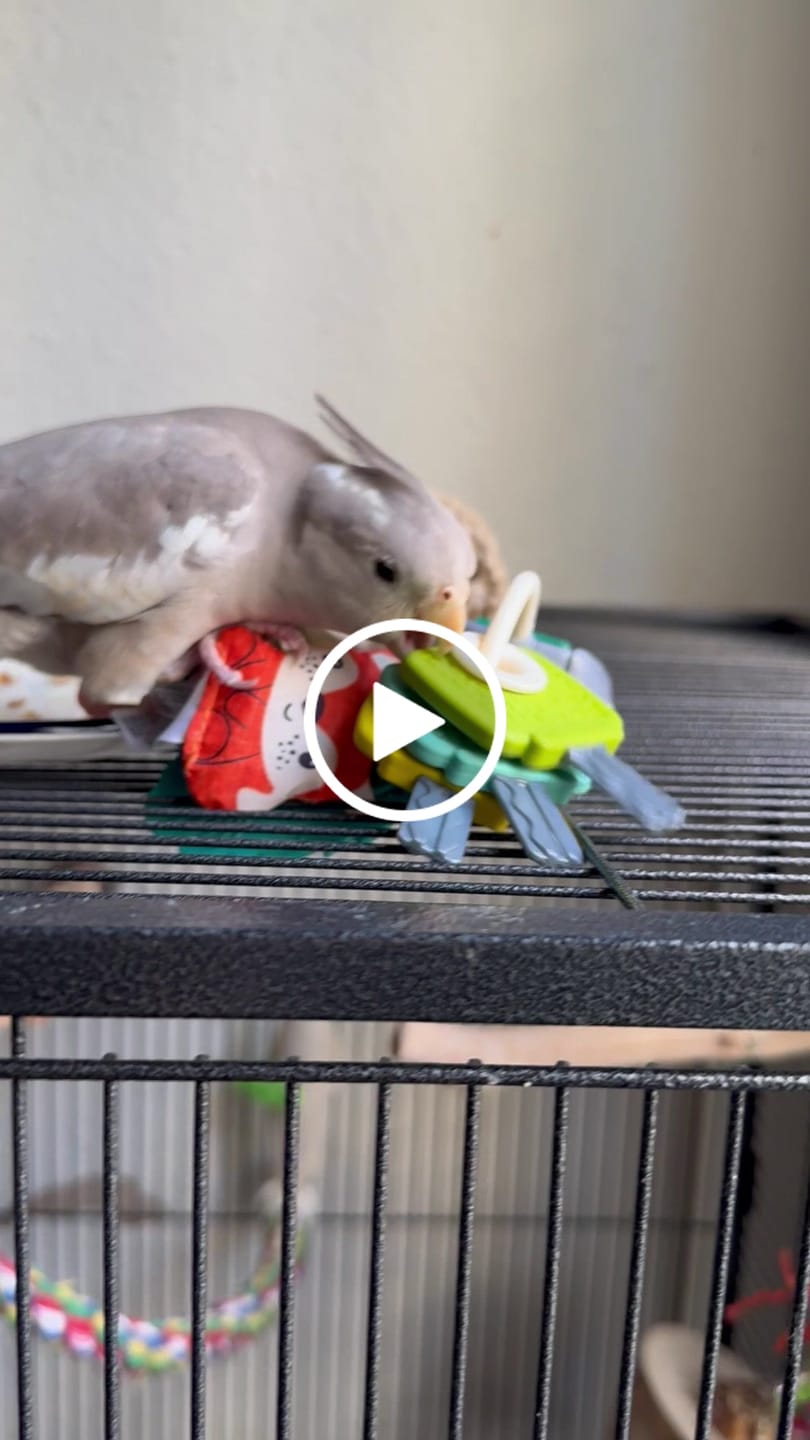 Customer video review of Balsa & Cork Stack by Cheep Thrills Bird Toys
