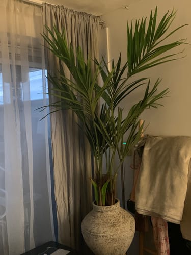 Customer photo review of Kentia Kunstpalm 150cm