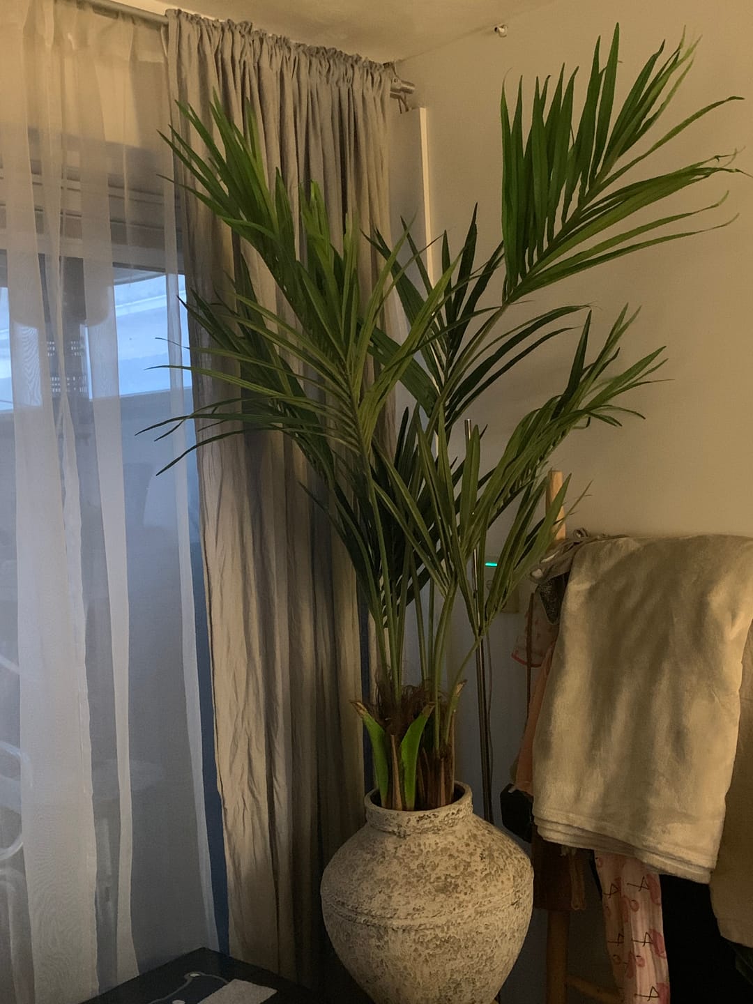 Customer photo review of Kentia Kunstpalm 150cm