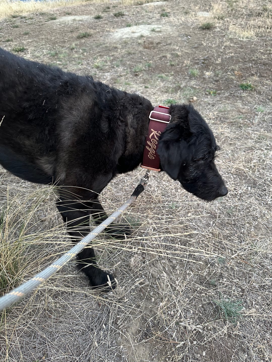 Customer photo review of 2" Tacti Luxe Dog Collar - Rose Gold - Chocolate