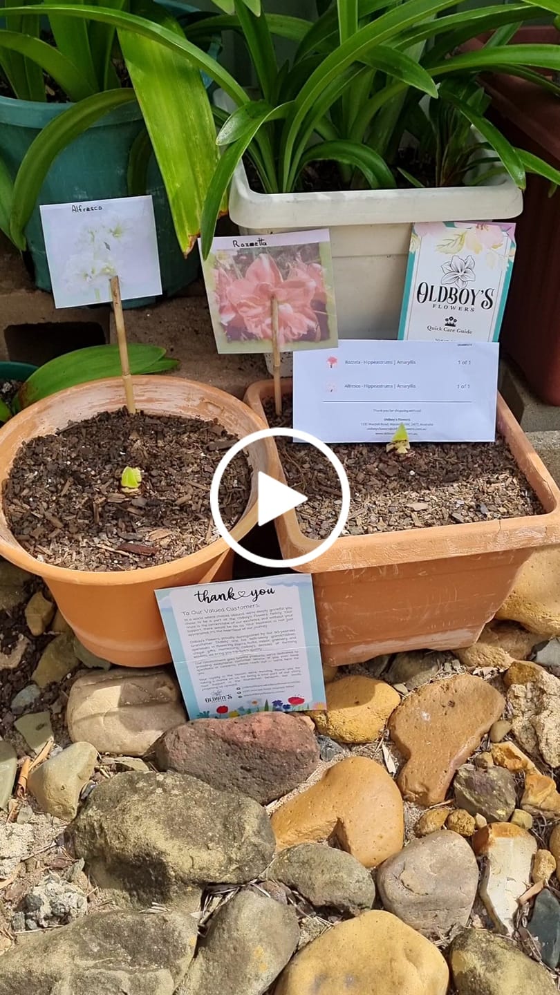 Customer video review of Alfresco - Hippeastrums | Amaryllis