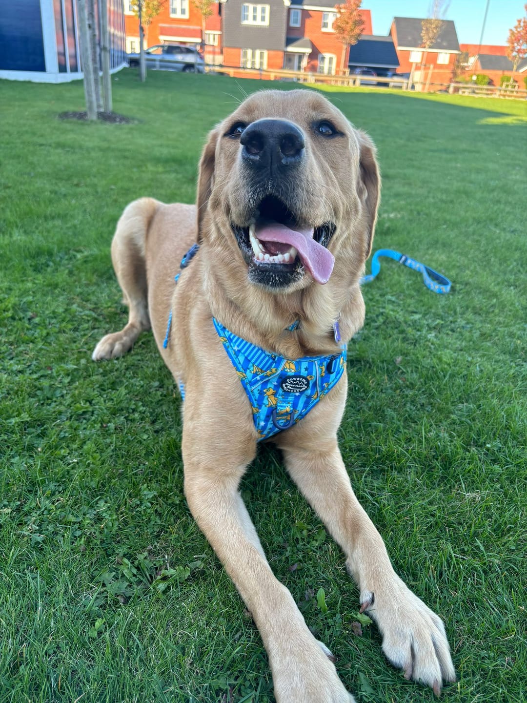 Customer photo review of Disney© Tough Trails™ Harness - Simba