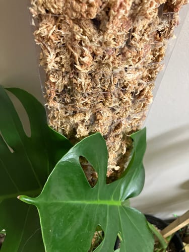 Customer photo of Premium Sphagnum Moss from Lara G.