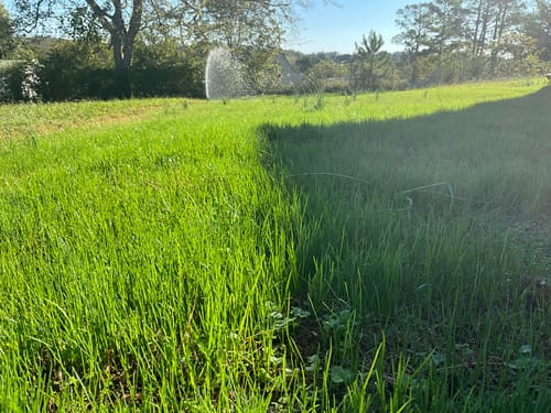 Customer photo review of GCI Turf Type Tall fescue Grass Seed