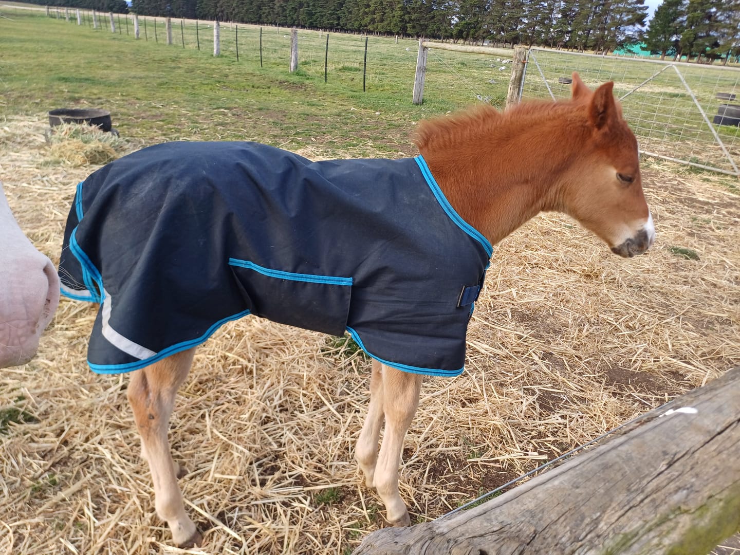 Customer photo review of Amigo Foal Rug 50g