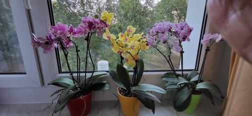 Customer photo review of Große Two of Us Orchideen Farbmix mit 3 Stielen im 3er Set