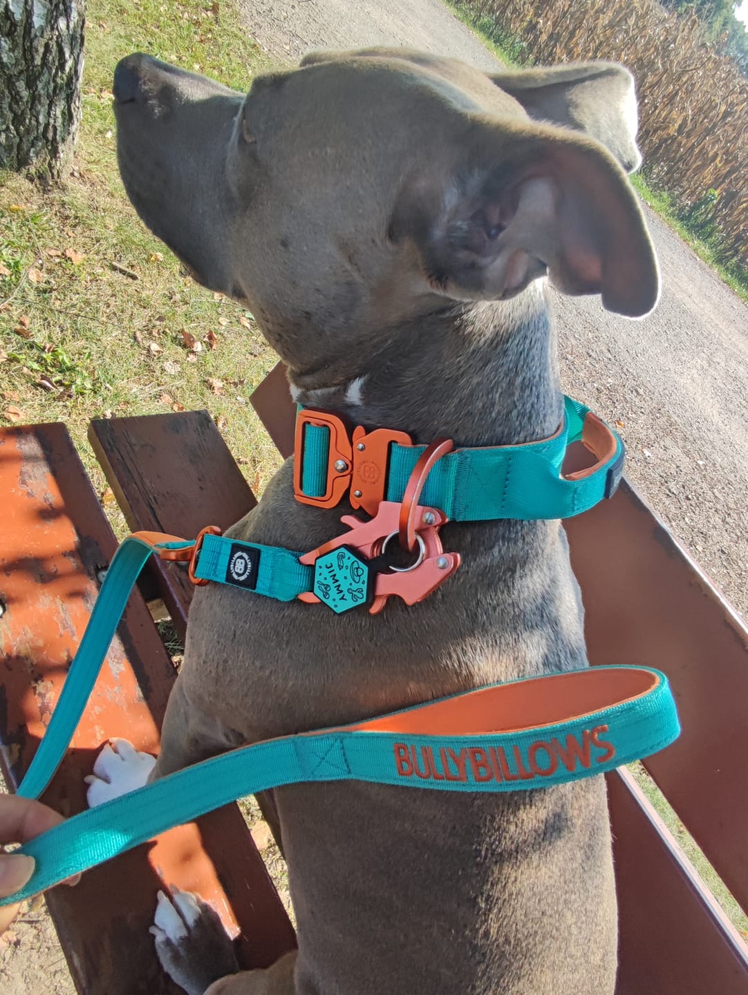 Customer photo review of 4cm LIGHTER Combat® Collar | With Handle Rated Clip - Turquoise & Orange