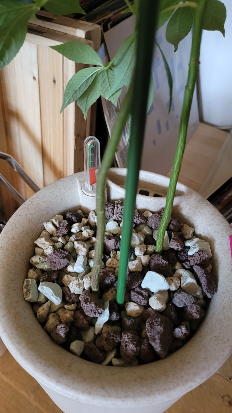 Customer photo review of Muddis Erde - Mineralisches Substrat