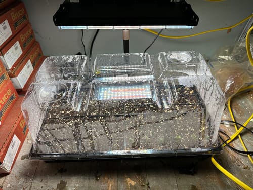 Customer photo review of Seed Starter Kit 72 Cell Extra Strength, 1020 Tray, 7.5" Humidity Dome, Plug Tray Starting Trays for Seedling Germination