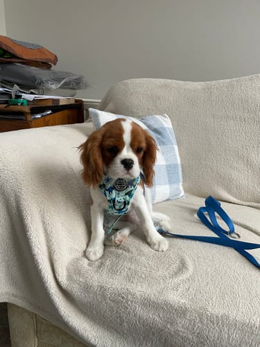 Customer photo review of Tough Trails™ Harness - Dinky Dino