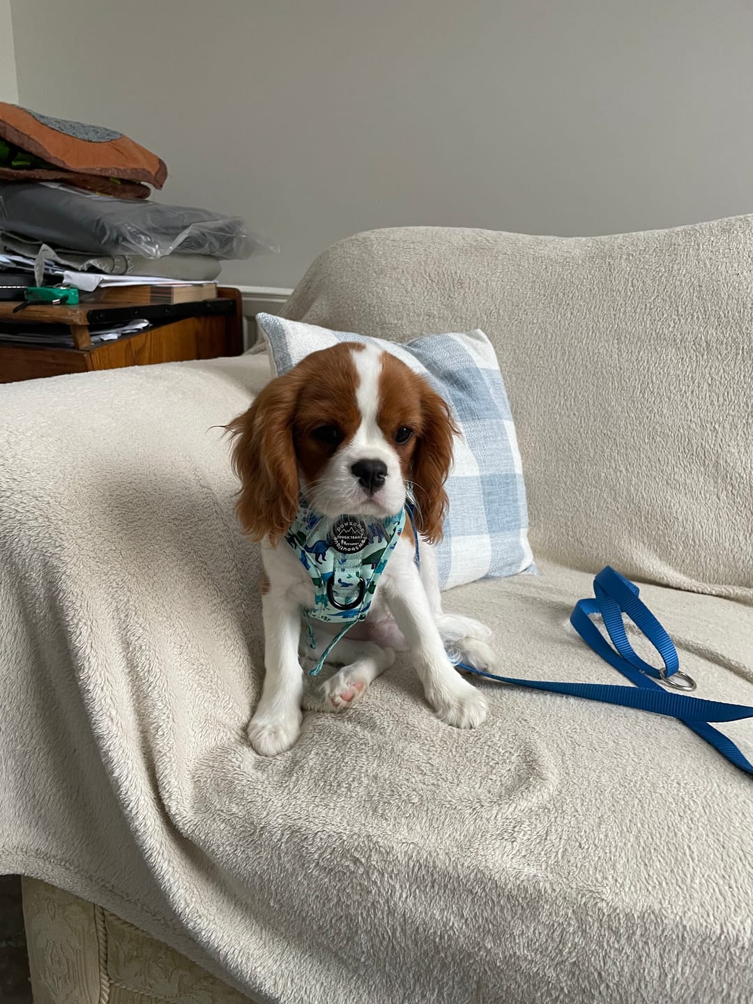 Customer photo review of Tough Trails™ Harness - Dinky Dino