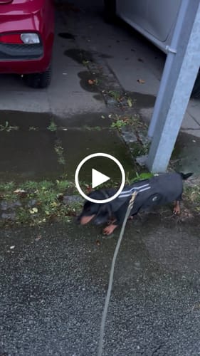Customer video review of Cloud7 regnfrakke til gravhund, Dublin, Slate