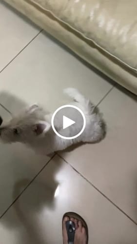 Customer video review of Cotton Ripstop Duffle