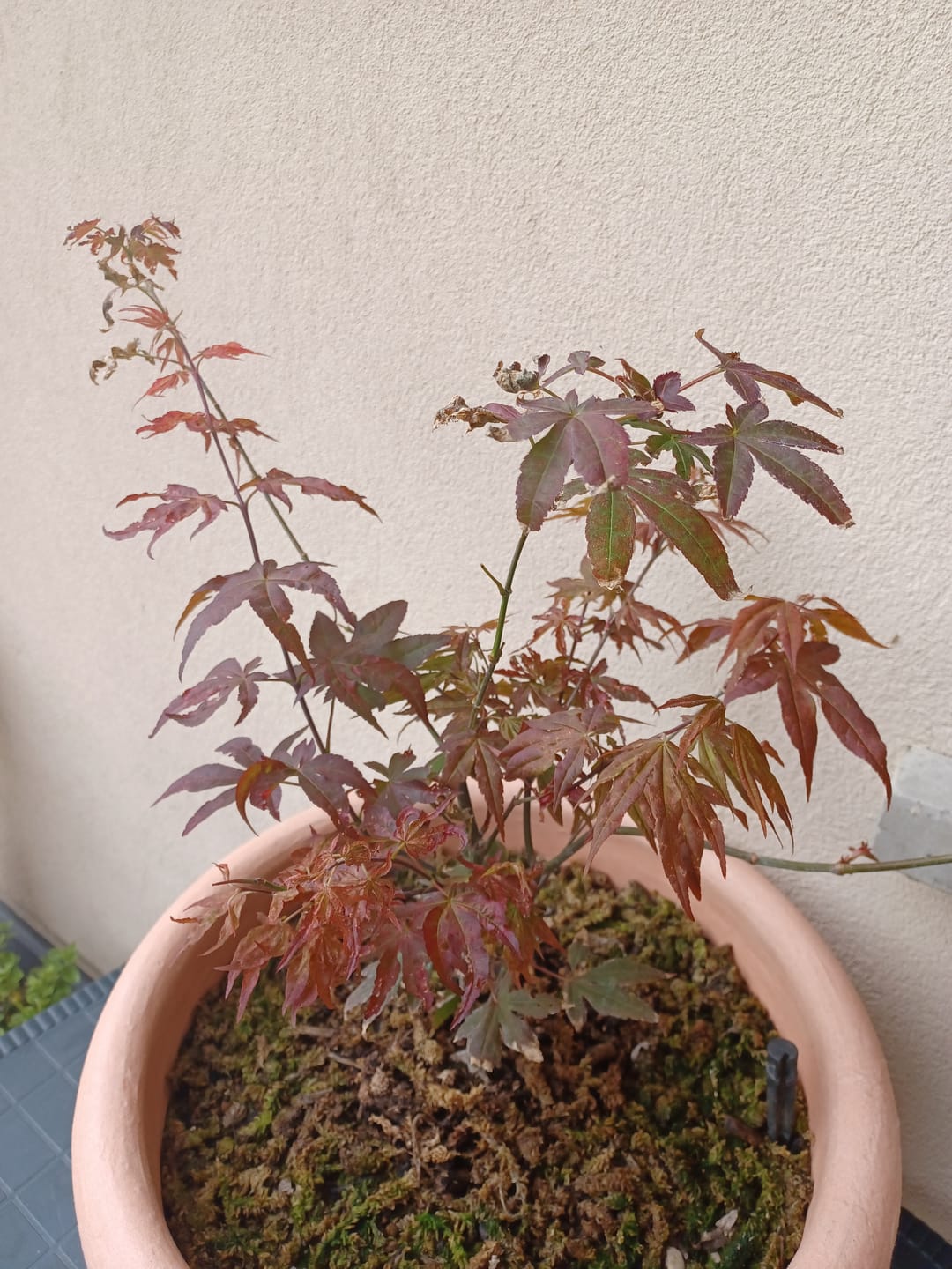 Customer photo review of ESTATE PACK