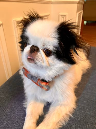 Customer photo review of Fall Flannel Bow Tie for Dog and Cat Collar