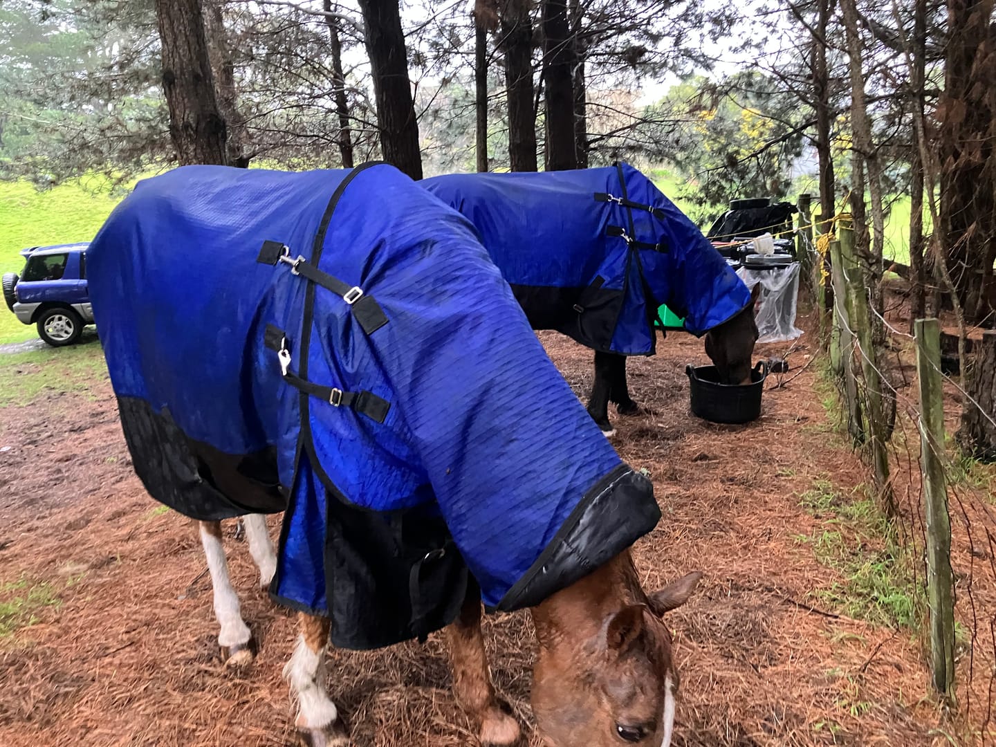 Customer photo review of Duke 1200d Detacha-neck