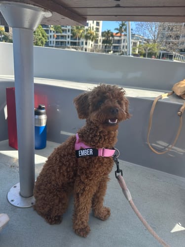 Customer photo review of Dog Harness