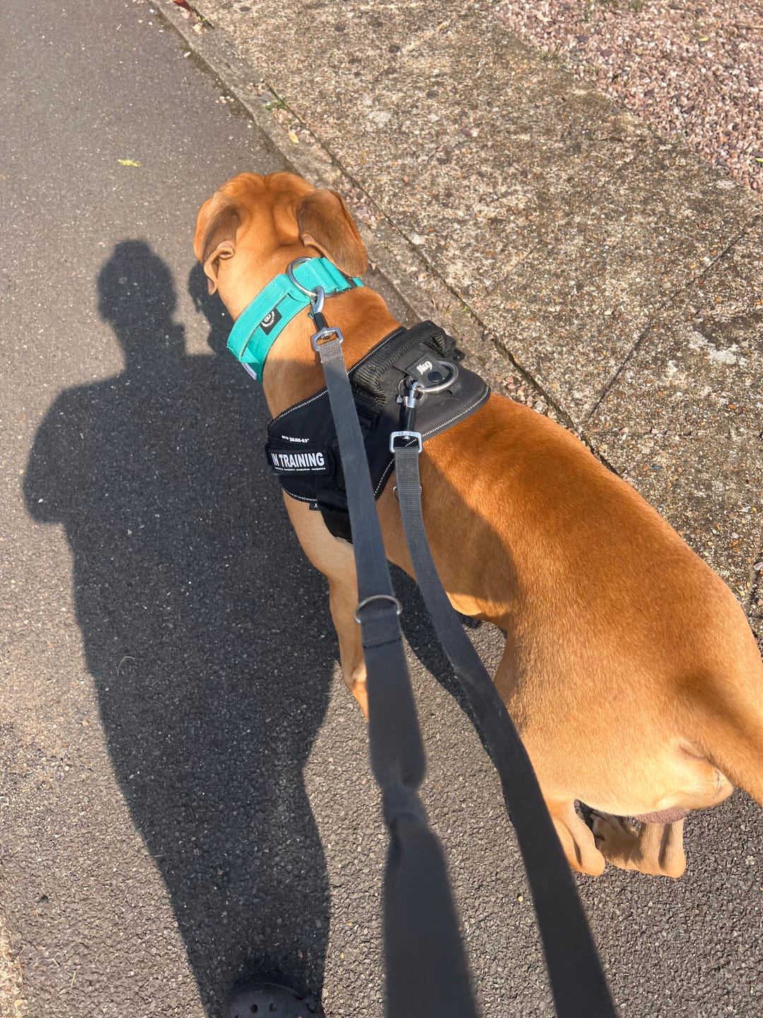Customer photo review of 5cm Combat® Collar | With Handle & Rated Clip - Turquoise v2.0