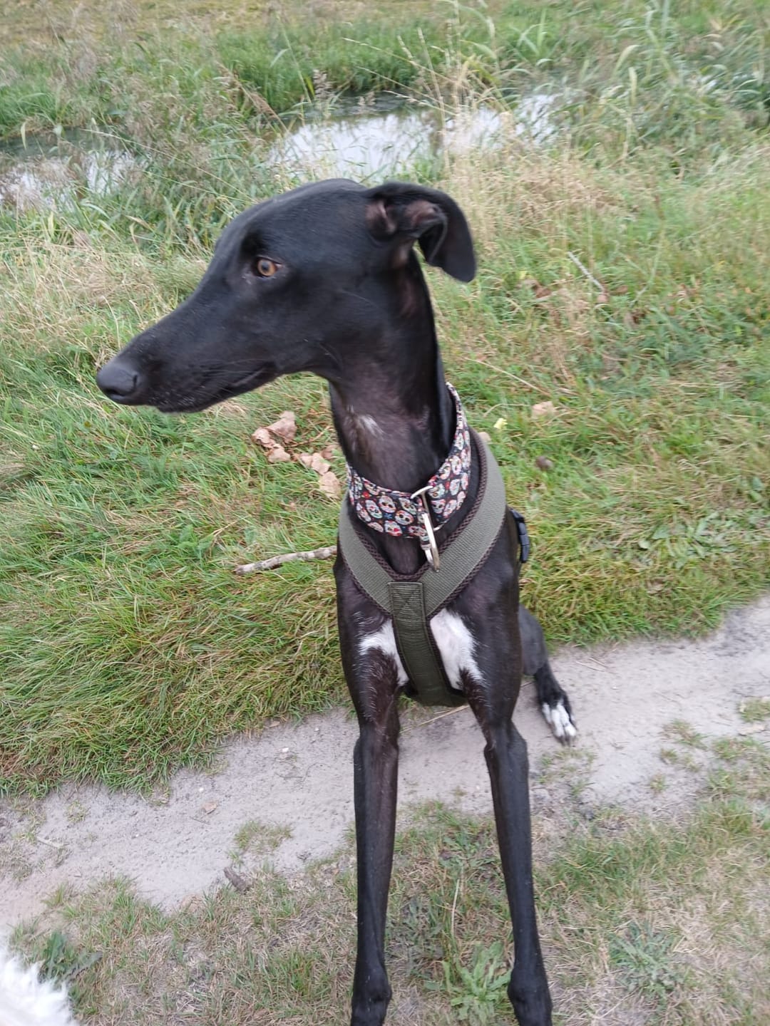 Customer photo review of Hundegeschirr FUN "Mountain Green"