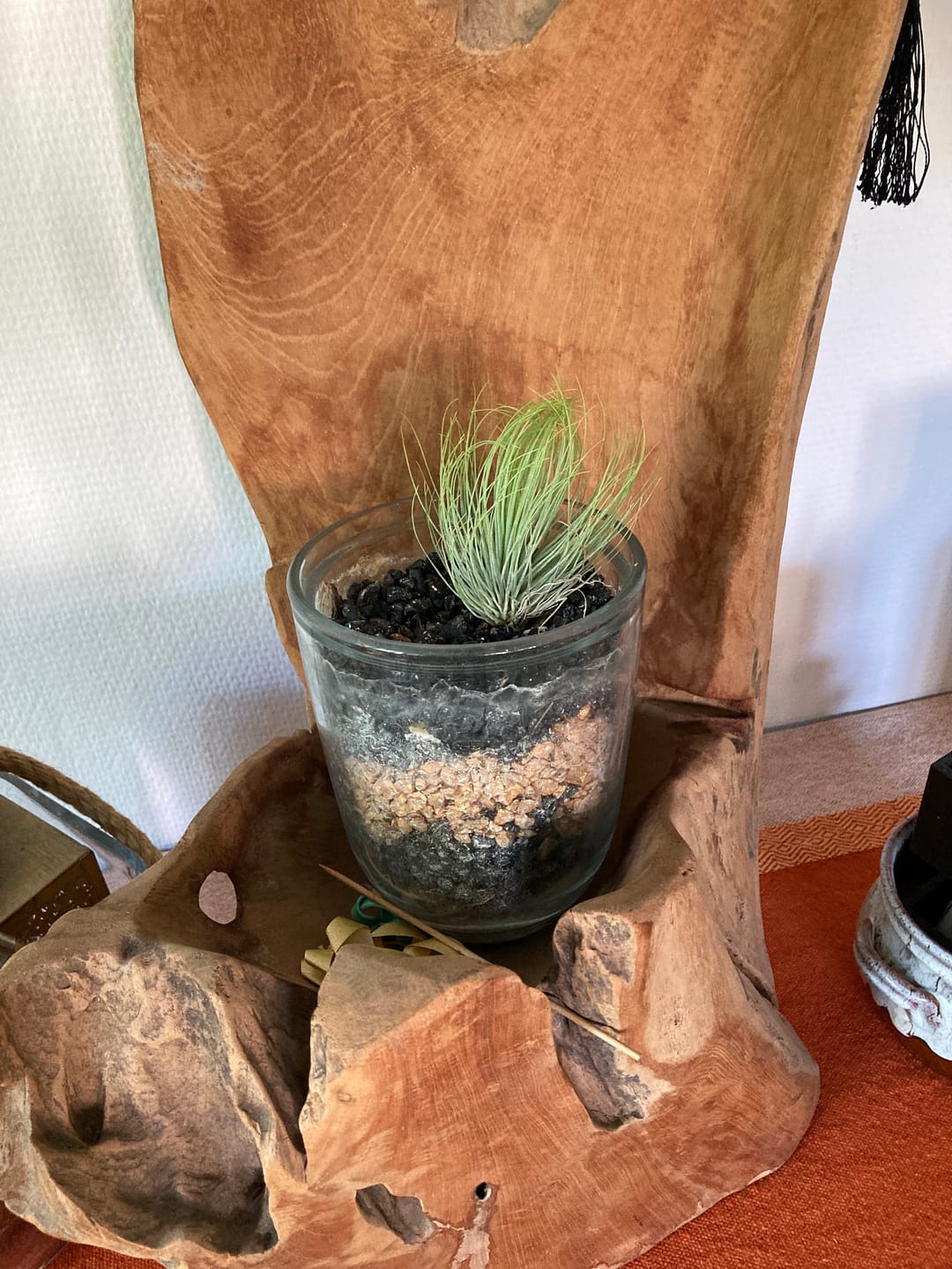 Customer photo review of Tillandsia andreana