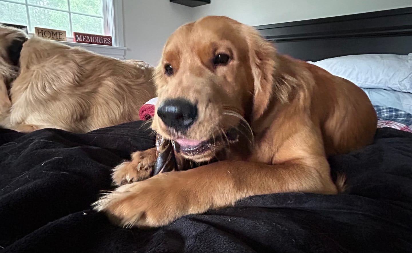 Customer photo review of 6 Inch Braided Jerky Stick