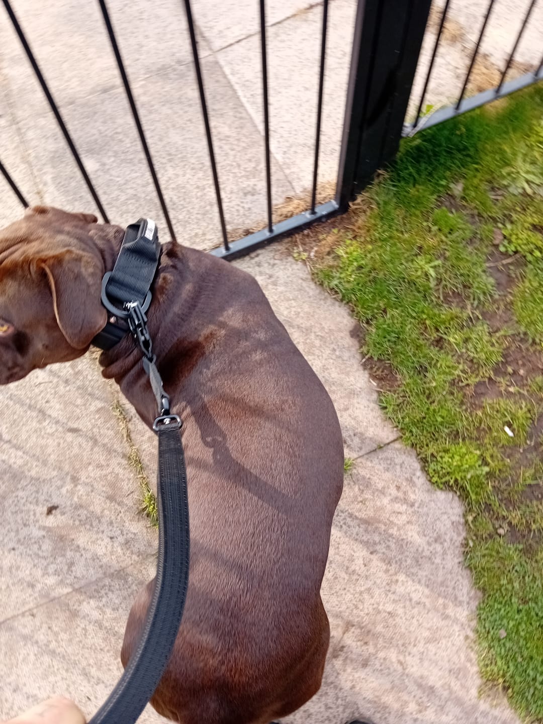 Customer photo review of 1.4m Swivel Combat Lead | Neoprene Lined, Secure Rated Clip with Soft Handle - Black