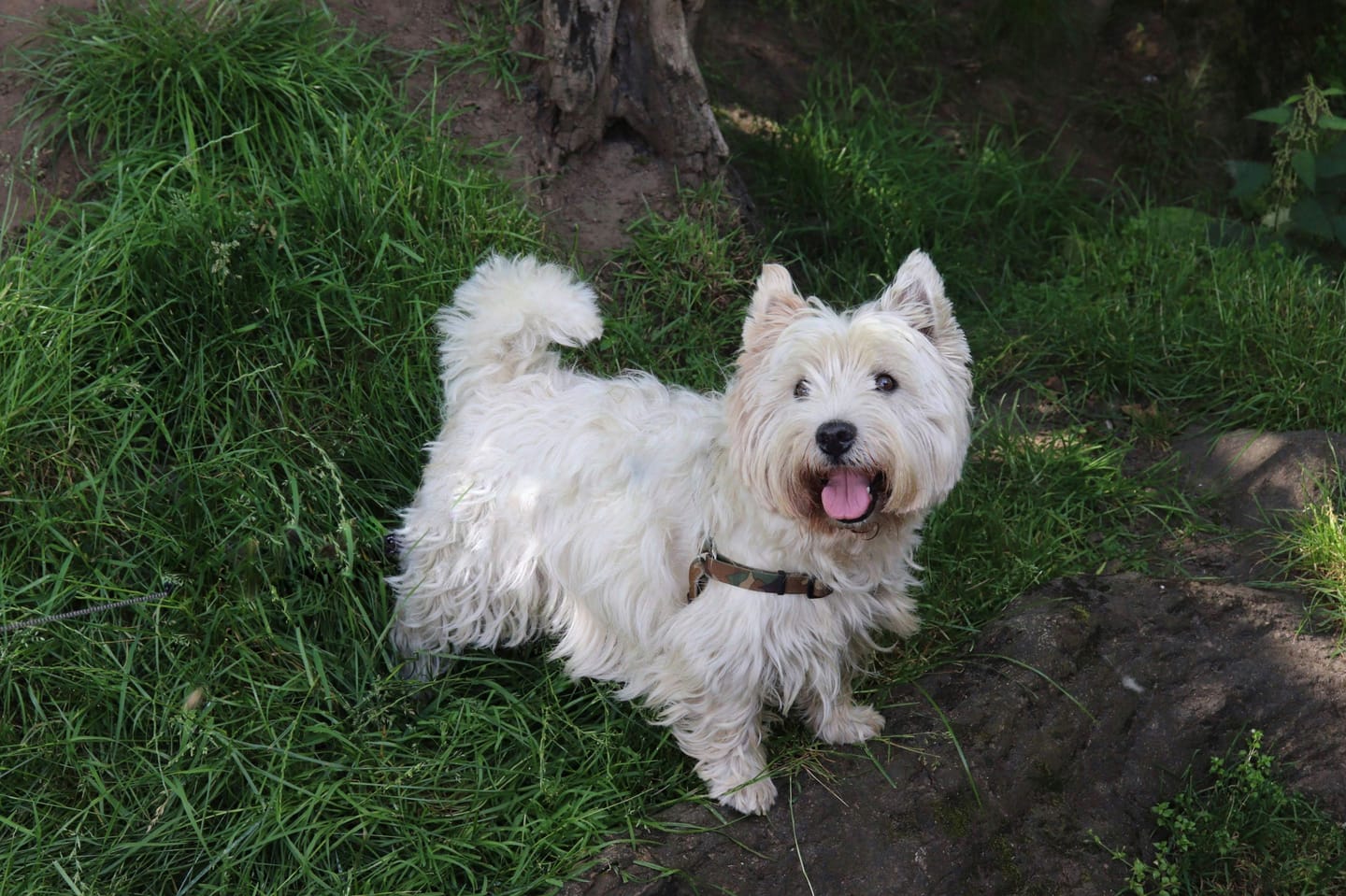 Customer photo review of Dog Spray