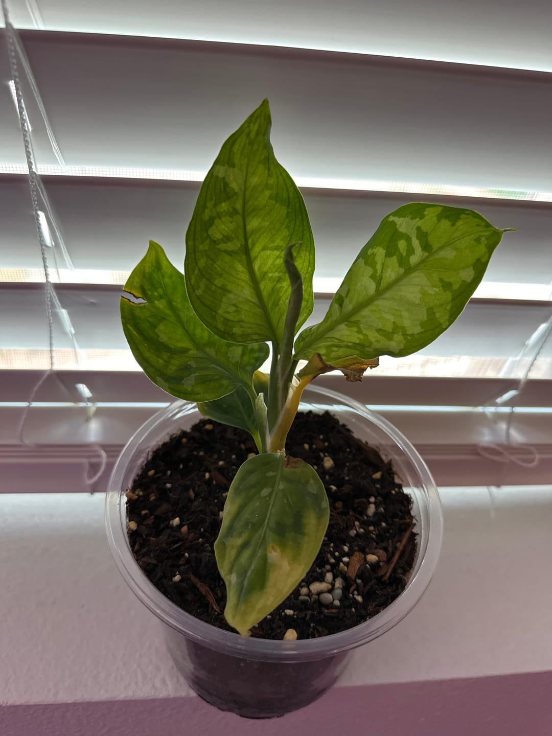 Customer photo review of Aglaonema pictum tricolor