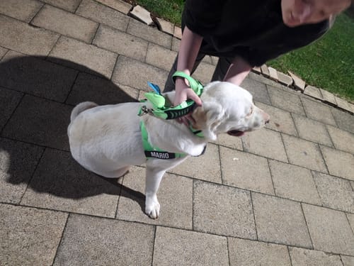 Customer photo review of Walk Essentials